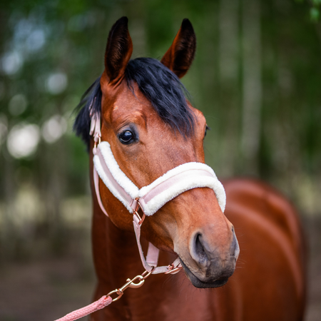 Halfter Horsenjoy Glossy