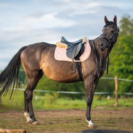 Vielseitigkeitsschabracke Horsenjoy Glossy VS