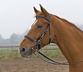 Uździenica Busse Solibel