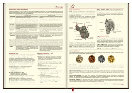 Terminarz Jeździecki 2026