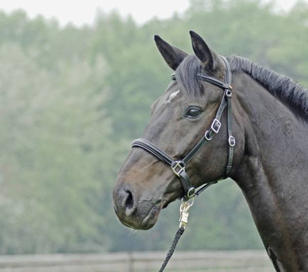 Uździenica Busse Solibel