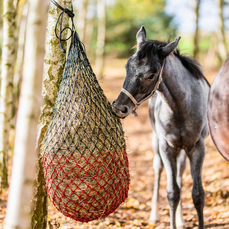 Siatka na siano York Duo