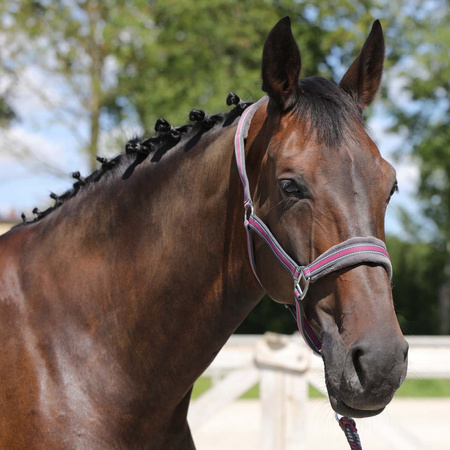 Kantar York Calipso z uwiązem