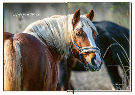 Terminarz Jeździecki 2026